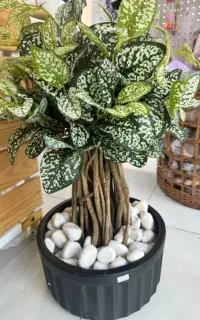 انواع دکوری و کادویی منزل