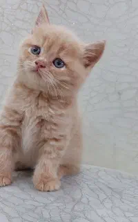 بچه گربه اسکاتیش گلد