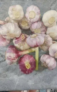 سیر مغان