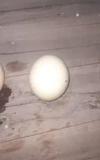 پوکه تخم شترمرغ