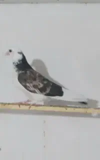 کبوتر فروشی