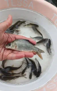 کپور 4 بند انگشتی نصف کف دست