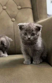 گربه اسکاتیش بلو