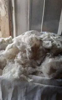 پنبه حلاجی شده