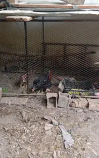 قفس پرنده و جوجه
