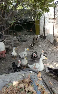 اردک اسرائیلی اردک پروازی اردک کاکلی