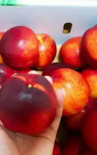ارائه نهال شلیل مغان گلدانی