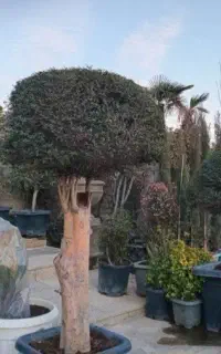 بنت فروش گل قنسول کاشت ماگنولیا درخت ابریشم و نهال