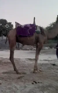 شتر نر ۴سال