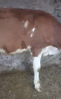 گوساله