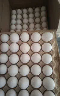 پخش تخم مرغ بار تبریز وزن 11/500 کیلو