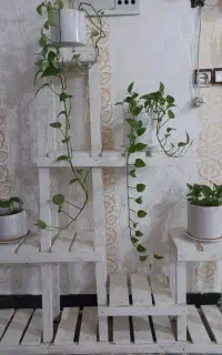 استند گل قیمت توافقی