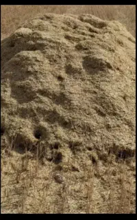 ۱۲ هکتار جار و علوفه