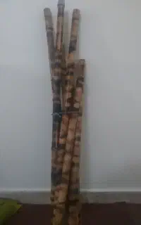 چوب بامبو