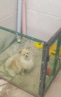 گمشده