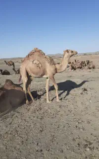 شتر فروشی