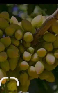 خرید و فروش پسته کال. خوشه.