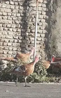 بوقلمون بوربون