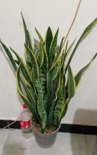 گلهای زیبای من