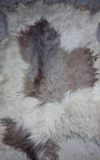 پوست گوسفندی