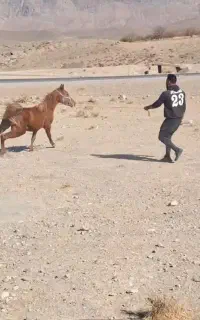 فروش نریون عرب