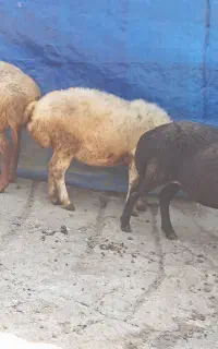 فروش سه عدد گوسفند قصابی