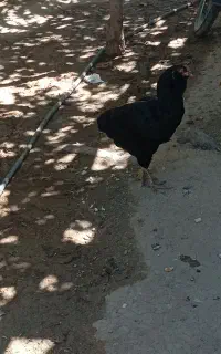 مرغ