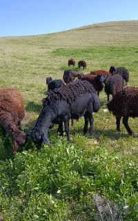 کار گر برای دام داری