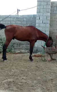 اسب نریون