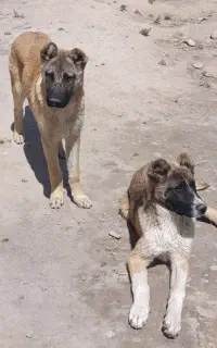 سگ نگهبان