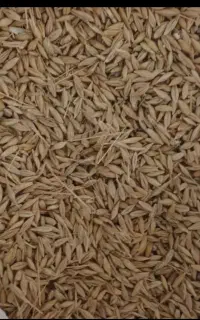 جو (سولی آرپا)