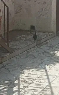 کبوتر معاوضه با اکانت کالاف