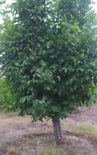 فروش باغ در گوغر روستای رستاق