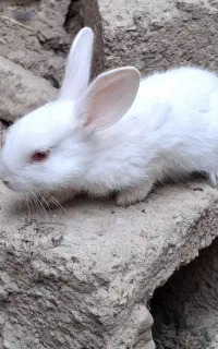 خرگوش