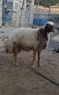 قوچ جوان داشتی