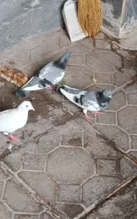 دورح