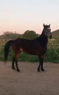 مادیان کورد