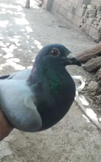 کفتر سبز دو خط