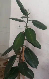 درختچه فیکوس