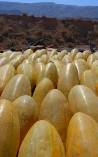 خربزه ماهنشان
