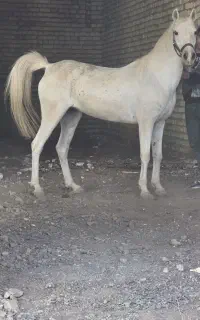 مادیون سفید