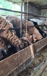 گوسفند زنده و بره
