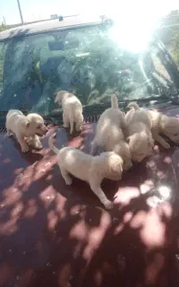 پاپی موبلند