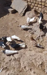 ۱۳ عدد کبوتر