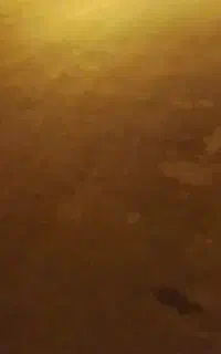 کفتر رنگی