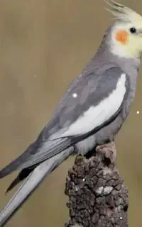 پرنده