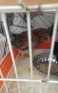جوجه