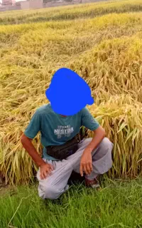 شالی