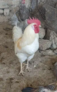 خروس محلی