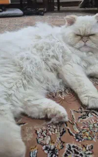 واگذاری گربه